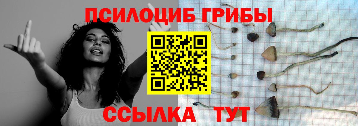 Азнакаево  Галлюциногенные грибы Cubensis  Вход с VPN 